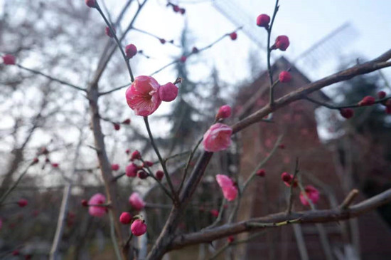 雨水降，萬(wàn)物蘇(圖1)