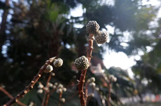 雨水降，萬(wàn)物蘇(圖4)